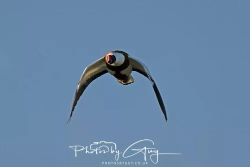 05 May 2025 - Early Morning in West Cumbria near to Seascale - Shellduck in flight