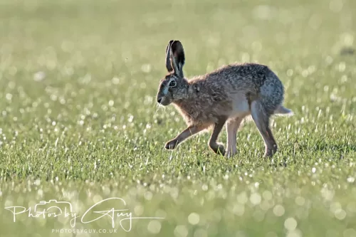 05 May 2026 : West Cumbria , Location withheld, at sunset - Hares
