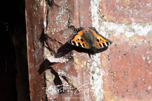 1 - 6 July 2025 - Tortoise shell