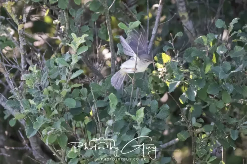 1 - 6 July 2025 - Willow Warbler