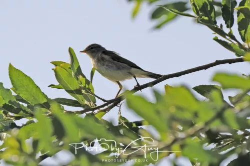 1 - 6 July 2025 - Willow Warbler
