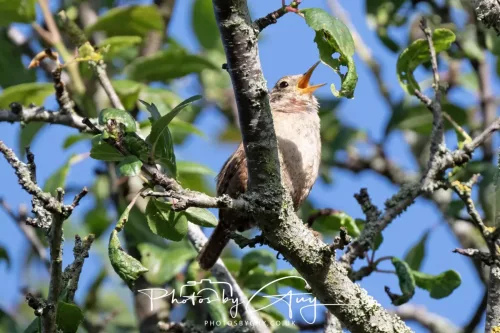 1 - 6 July 2025 - Wren