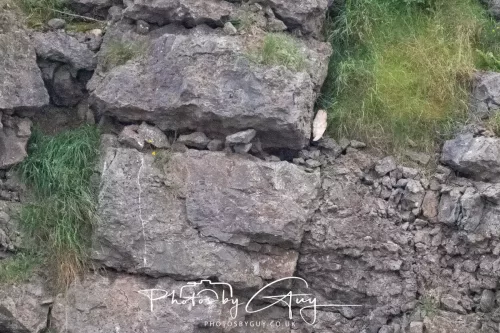 11 August 2025  Barn Owl chick out of the nest in West Cumbria
