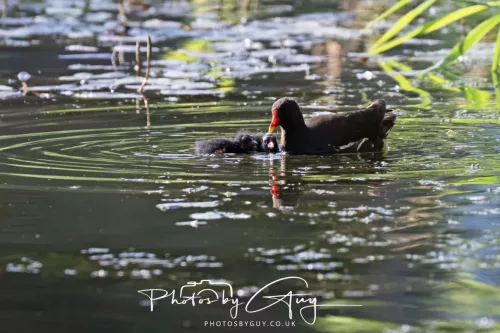 1 - 6 July 2025 - Moorhen with young