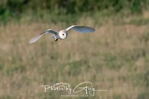 12 August 2025 - Near to Cleator Moor, West Cumbria - Hunting Barn Owls