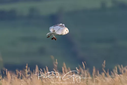 12 August 2025 - Near to Cleator Moor, West Cumbria - Hunting Barn Owls