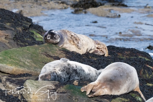 22 Feb 2025 Grey Seals - Whitely Bay, St Marys Lighthouse, Northumbria