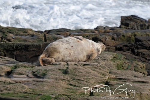 22 Feb 2025 Grey Seals - Whitely Bay, St Marys Lighthouse, Northumbria