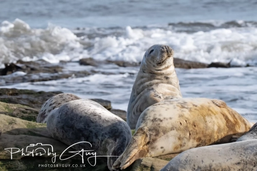 22 Feb 2025 Grey Seals - Whitely Bay, St Marys Lighthouse, Northumbria