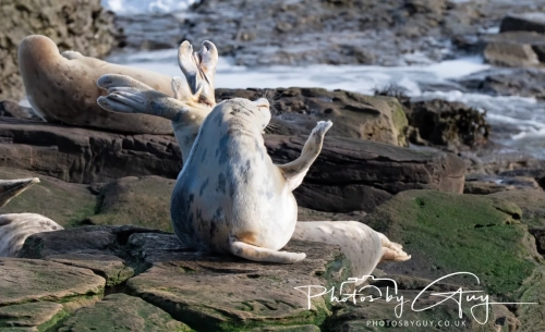 22 Feb 2025 Grey Seals - Whitely Bay, St Marys Lighthouse, Northumbria