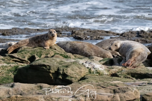 22 Feb 2025 Grey Seals - Whitely Bay, St Marys Lighthouse, Northumbria