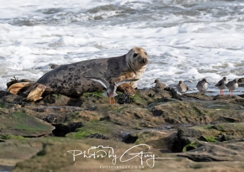 22 Feb 2025 Grey Seals with Oyster Catchers- Whitely Bay, St Marys Lighthouse, Northumbria