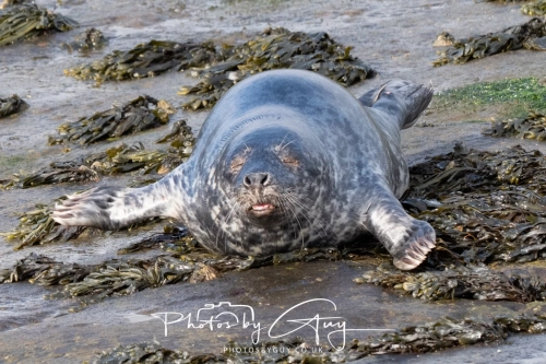 22 Feb 2025 Grey Seals- Whitely Bay, St Marys Lighthouse, Northumbria