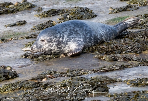 22 Feb 2025 Grey Seals- Whitely Bay, St Marys Lighthouse, Northumbria