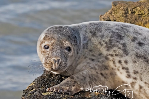 22 Feb 2025 Grey Seals - Whitely Bay, St Marys Lighthouse, Northumbria