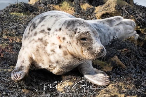 22 Feb 2025 Grey Seals- Whitely Bay, St Marys Lighthouse, Northumbria