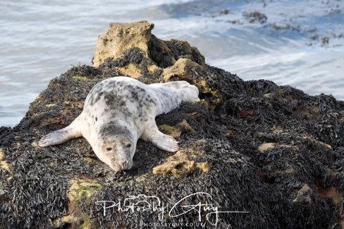 22 Feb 2025 Grey Seals- Whitely Bay, St Marys Lighthouse, Northumbria