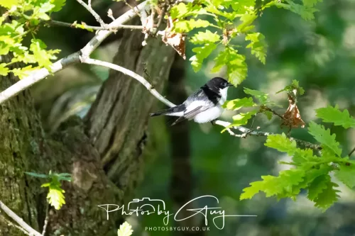 20 April 2025 Bassenthwaite lake area ,West Cumbria -Pied Flycatcher