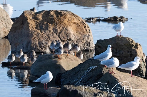 22 Feb 2025 Redshank and Lapwing- Whitely Bay, St Marys Lighthouse, Northumbria