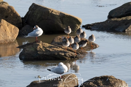 22 Feb 2025 Redshank and Lapwing- Whitely Bay, St Marys Lighthouse, Northumbria