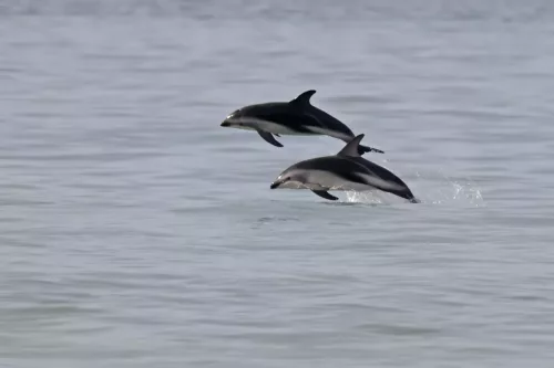 27 - 30 March kiakoura New Zealand