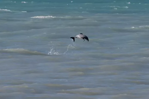 27 - 30 March kiakoura New Zealand