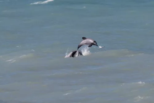 27 - 30 March kiakoura New Zealand