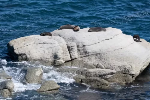 27 - 30 March kiakoura New Zealand