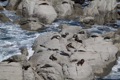 27 - 30 March kiakoura New Zealand