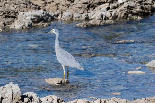 27 - 30 March kiakoura New Zealand