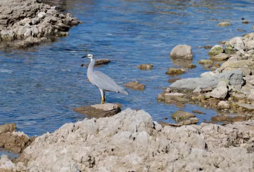 27 - 30 March kiakoura New Zealand