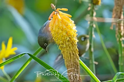 6 March 2025 Christchurch, New Zealand South Island, Silvereye