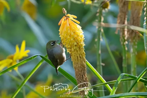 6 March 2025 Christchurch, New Zealand South Island, Silvereye