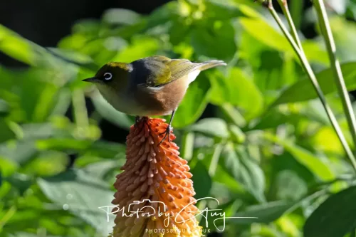6 March 2025 Christchurch, New Zealand South Island, Silvereye