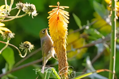 6 March 2025 Christchurch, New Zealand South Island, Silvereye