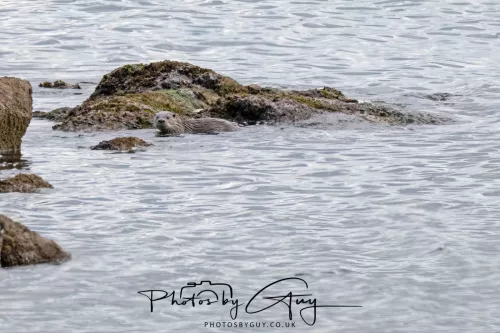 20 April 2026 - Isle of Bute, Kilchatten, St Blanes and back. - Otter