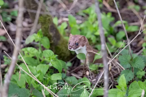 20 April 2026 - Isle of Bute, Kilchatten, St Blanes and back. - Weasel