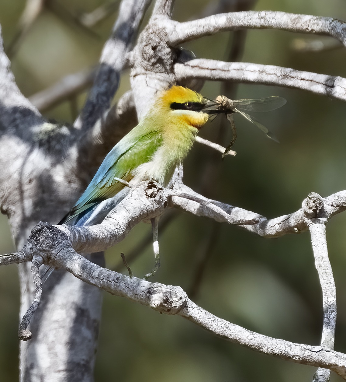 November 2022 , Perth Australia - Bee Eater