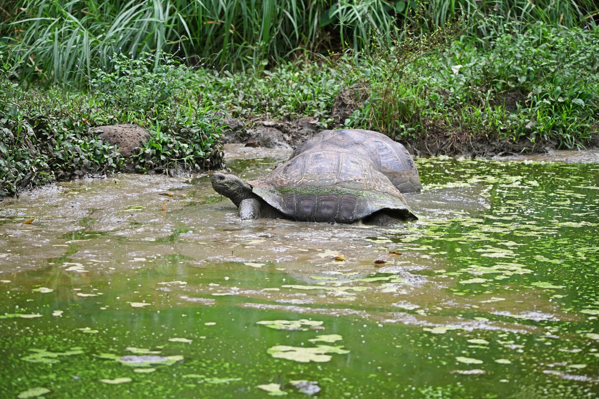 image-611