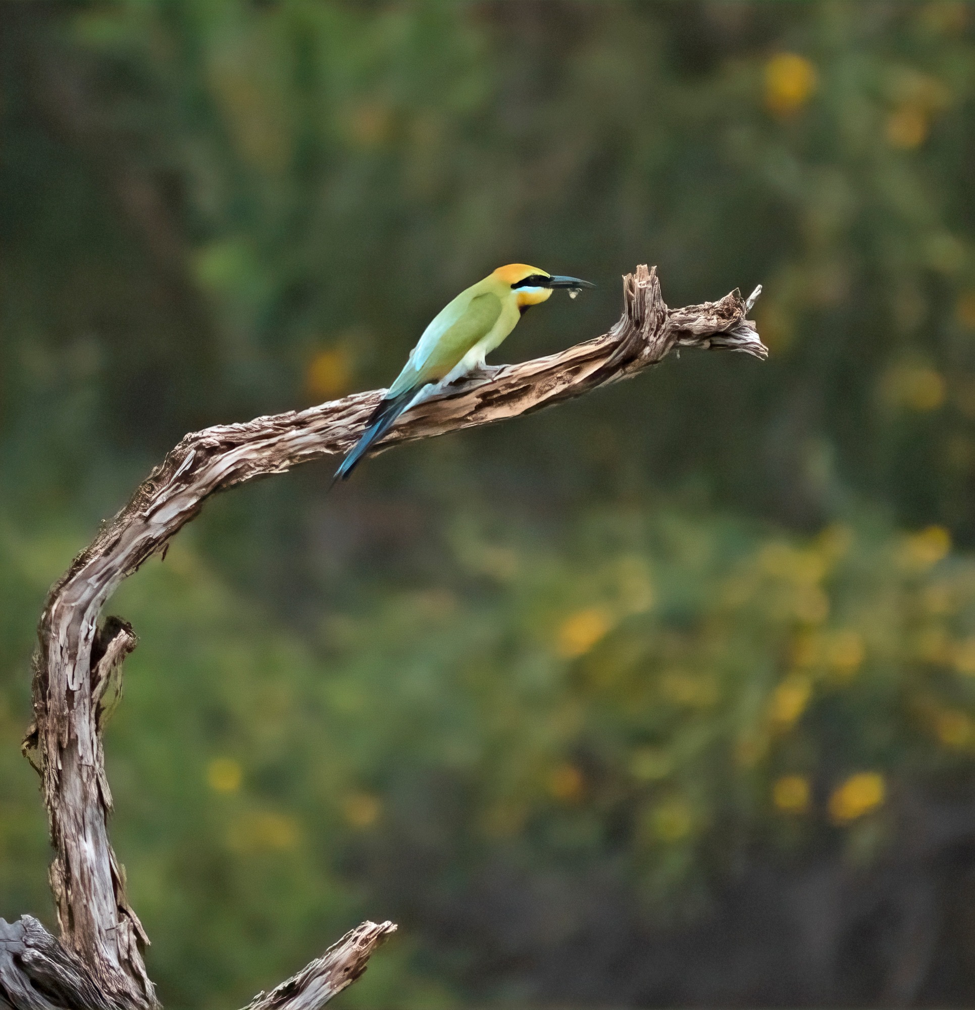 November 2022 , Perth Australia - Bee Eater