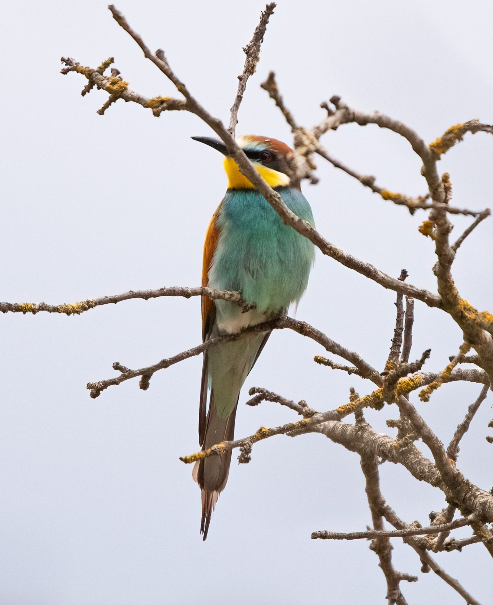 November 2022 , Perth Australia - Bee Eater