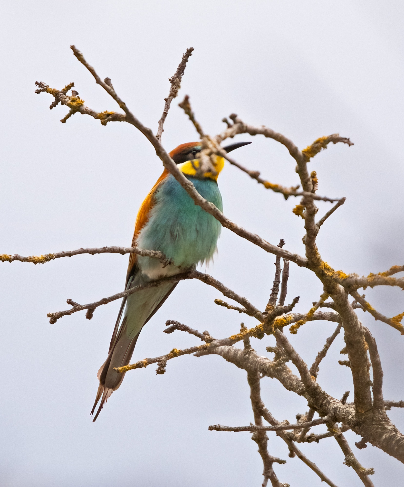 November 2022 , Perth Australia - Bee Eater