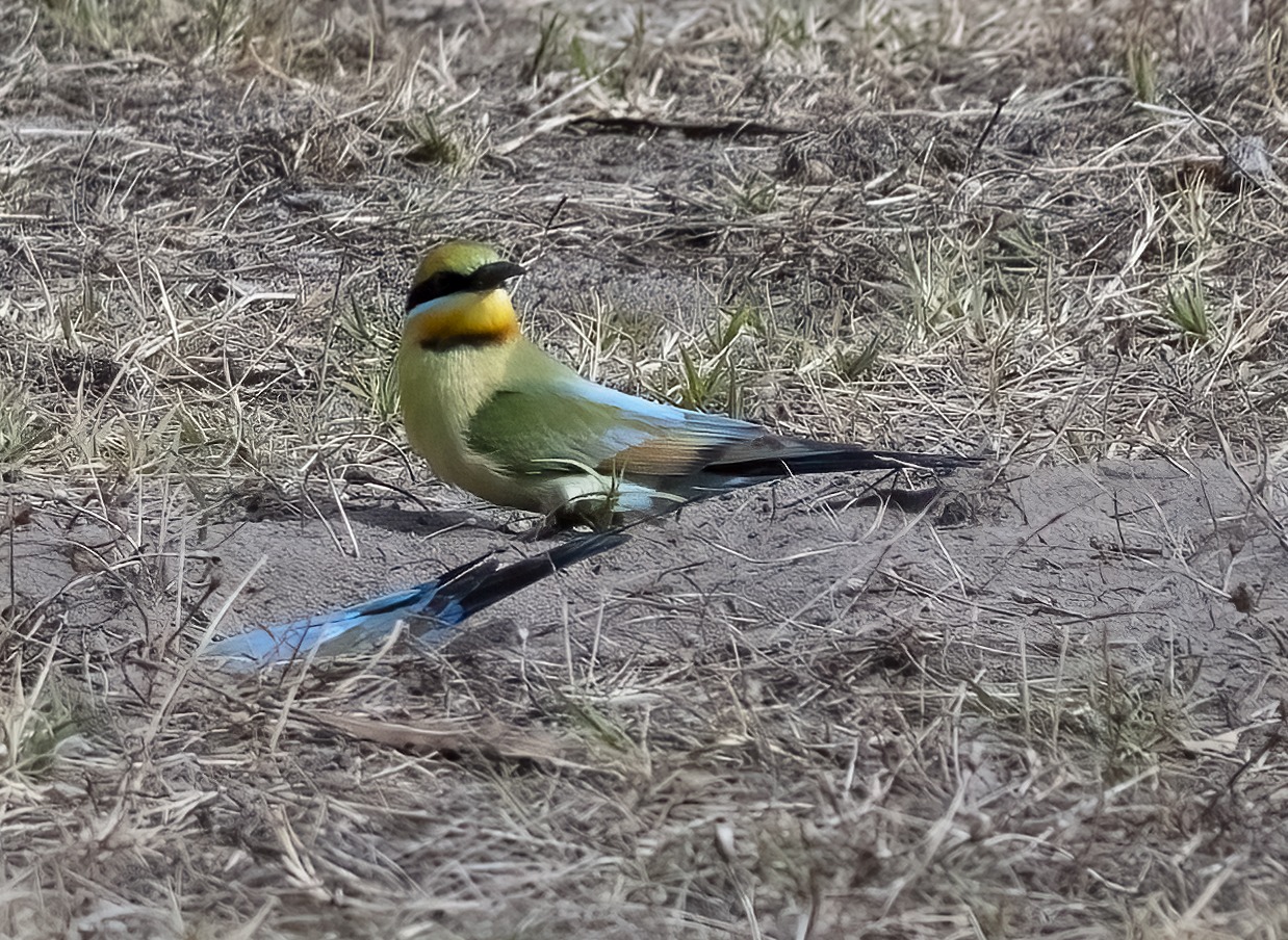 November 2022 , Perth Australia - Bee Eater