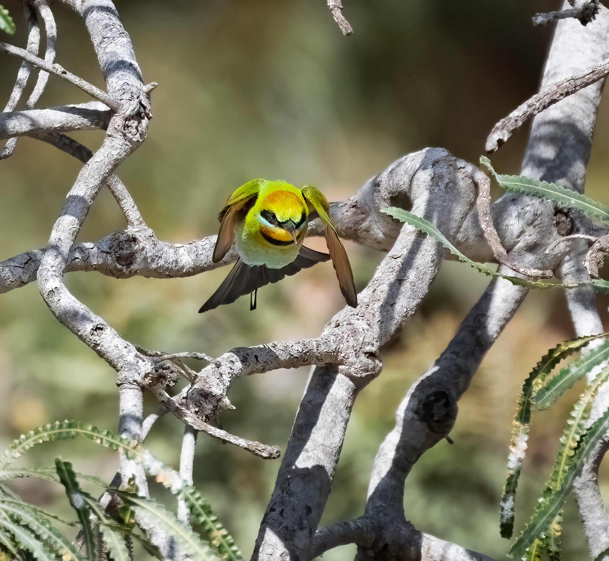 November 2022 , Perth Australia - Bee Eater