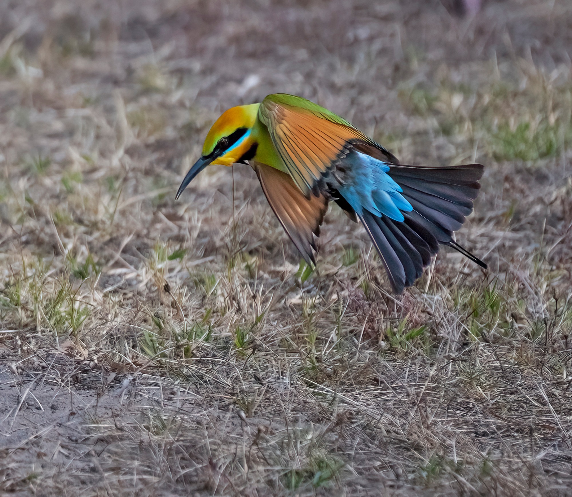 November 2022 , Perth Australia - Bee Eater