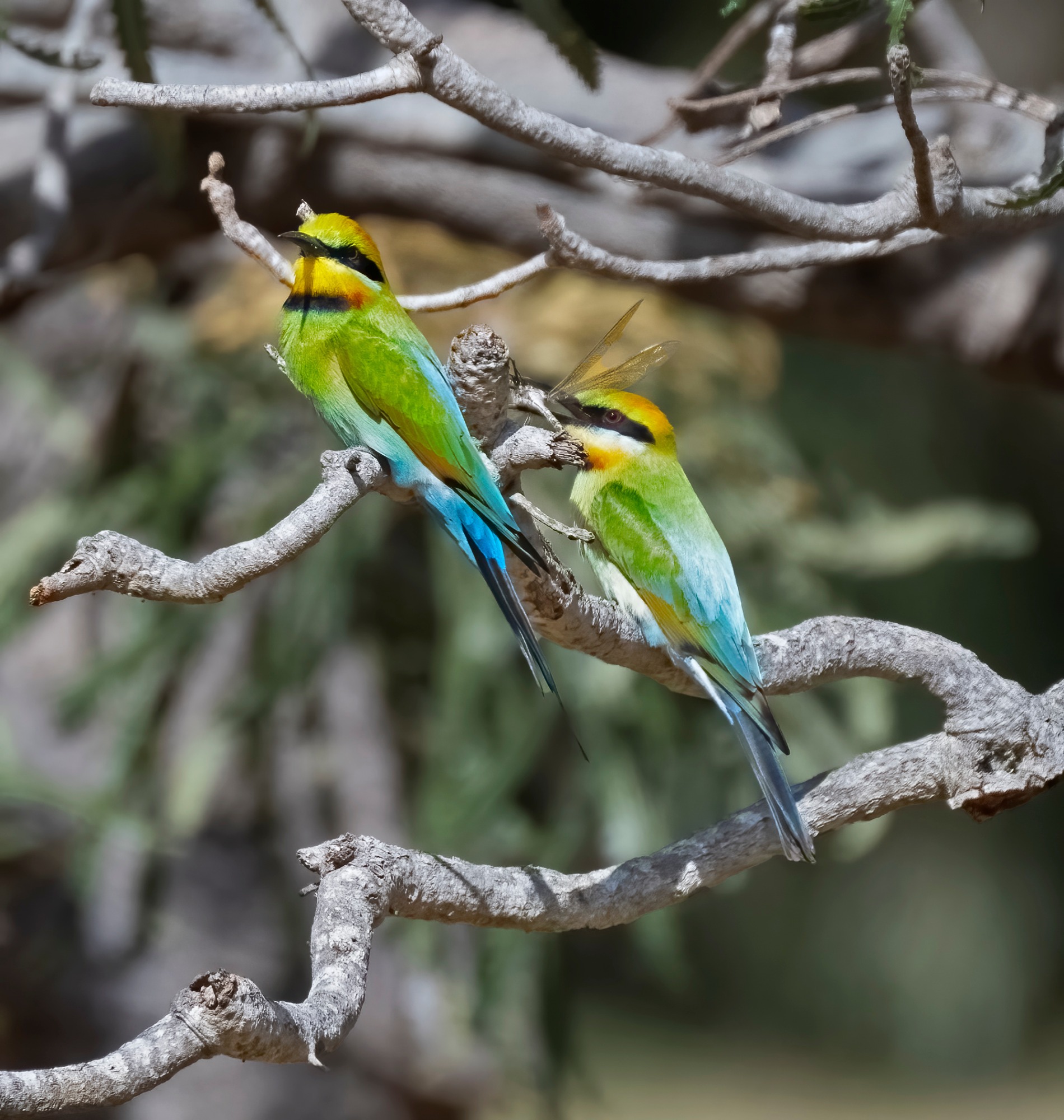November 2022 , Perth Australia - Bee Eater