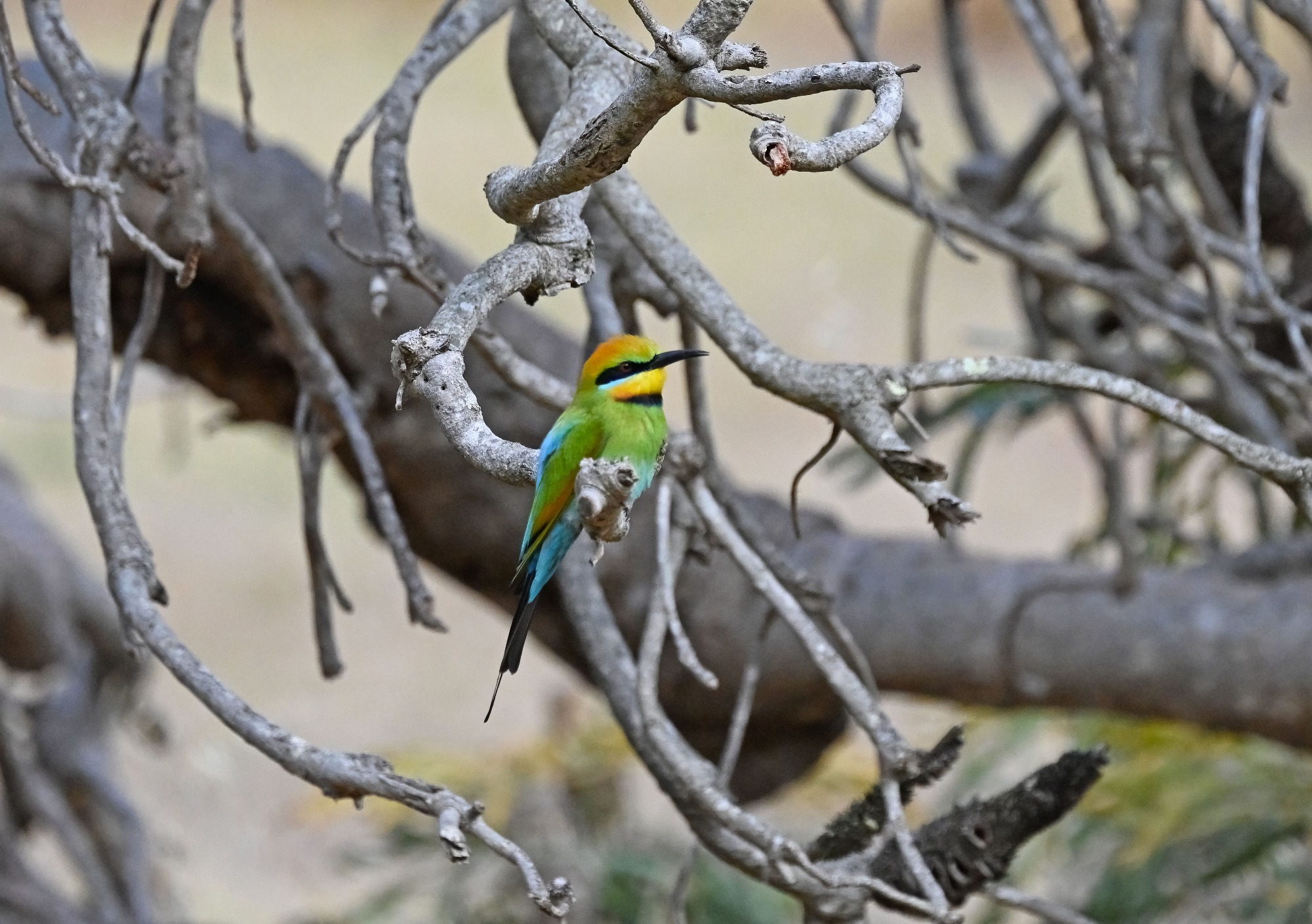 November 2022 , Perth Australia - Bee Eater