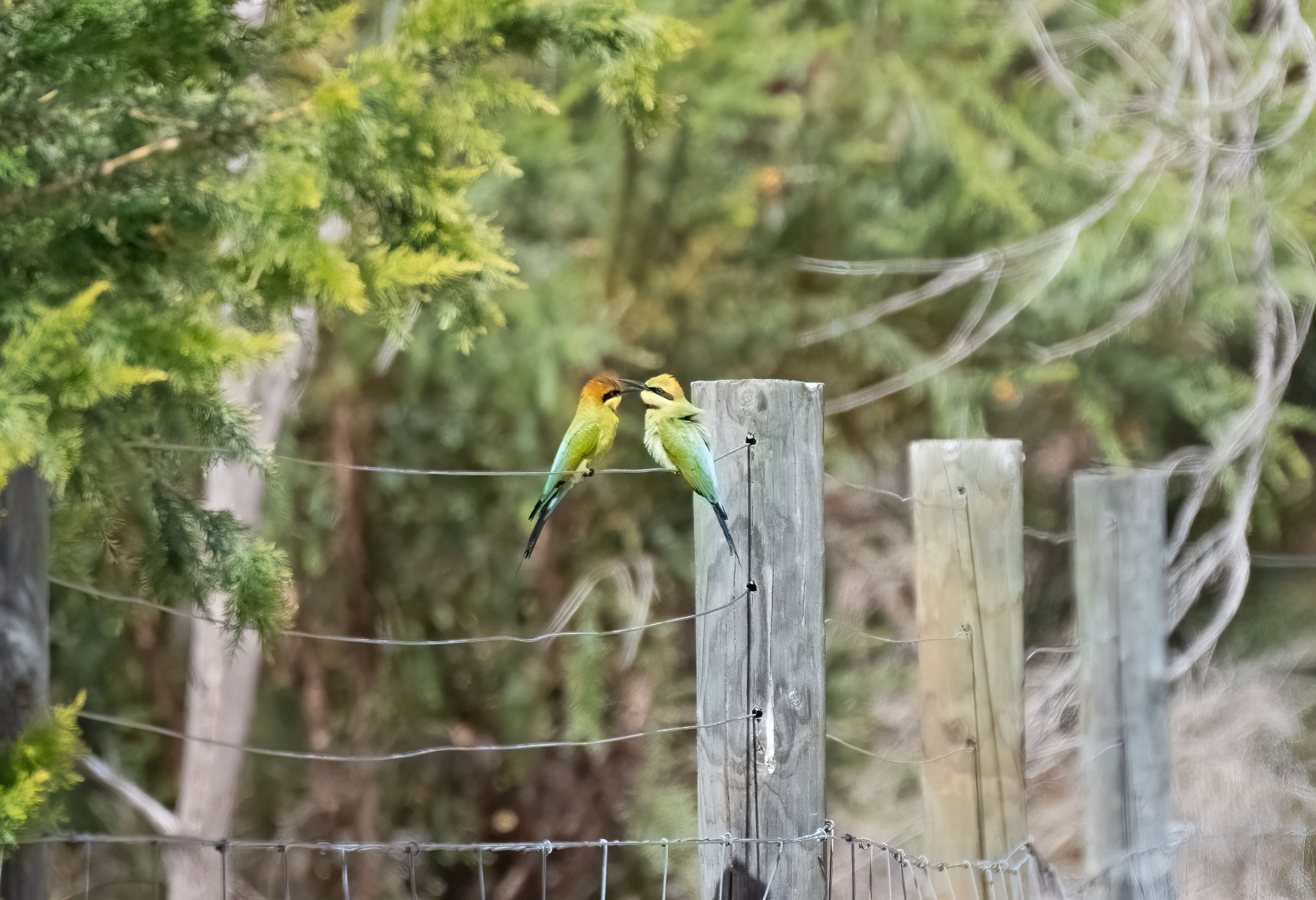 November 2022 , Perth Australia - Bee Eater