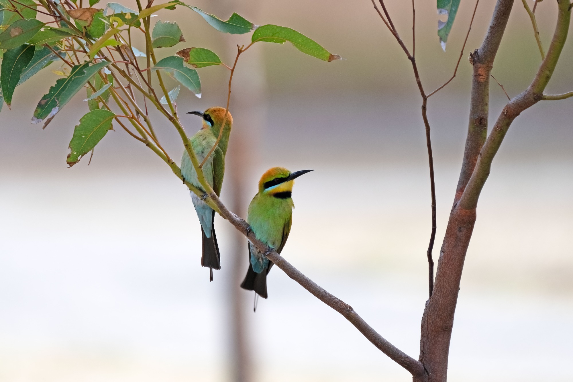 November 2022 , Perth Australia - Bee Eater