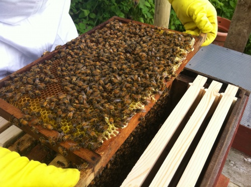 Bees in a hive